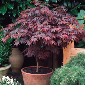 Acer palmatum Bloodgood -Japanski Javor