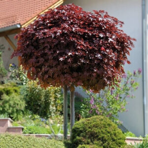 Acer platanoides-Crimson Sentry
