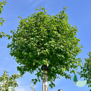 Betula Pendula-Magical Globe