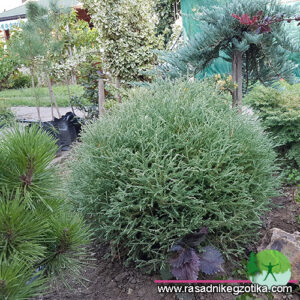 Thuja Bowling Ball