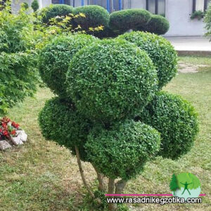 Buxus Topiary pom poms