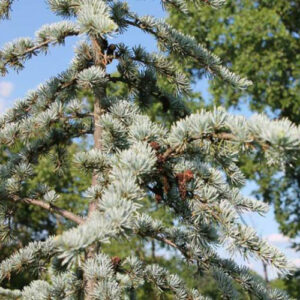 Cedrus atlantica Glauca Group