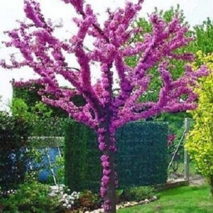 Cercis siliquastrum – Judino drvo