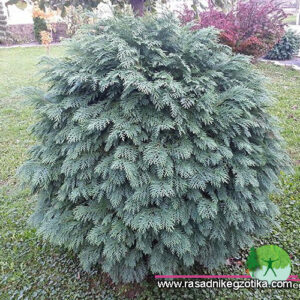 Chamaecyparis lawsoniana-Glauca Globosa