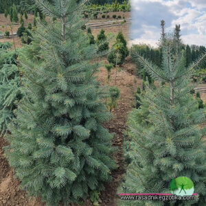 Abies Concolor