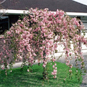 Japanska Trešnja-Prunus serrulata Kiku Shidare Zakura