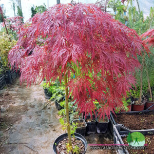 Japanski Javor-cer Palmatum Issectum Garnet