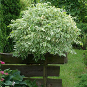 Acer Negundo Variegatum-Šarenolisnati Javor