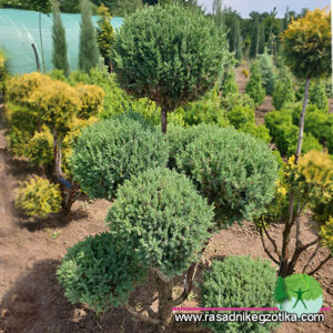 Topiary Juniperus pom poms 1008