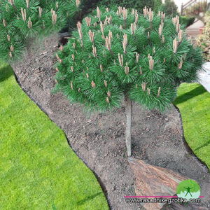 Pinus Densiflora-Jane Kluis