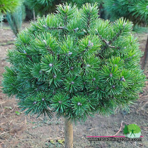 Pinus Mugo Mops-Kuglasti bor na štapu