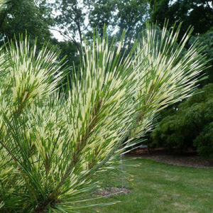 Pinus Densiflora-Oculus Draconis