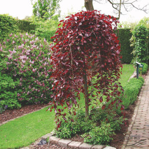 Fagus sylvatica-Purpurea Pendula