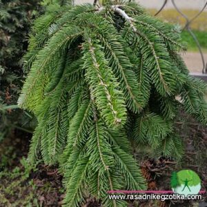 Abies Nordmanniana Pendula-Jela padajućih grana