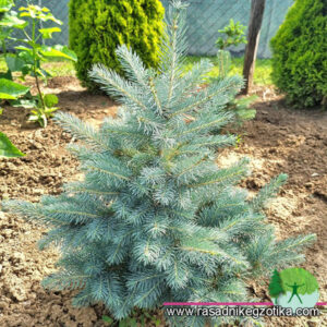 Picea pungens Blue Seed