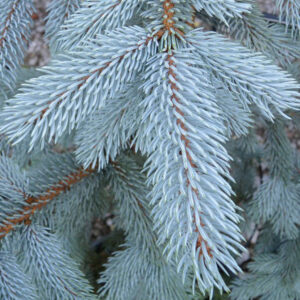 Picea pungens Hoopsii(Colorado Spruce)