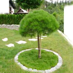 Pinus Nigra Brepo-Kalem na štapu