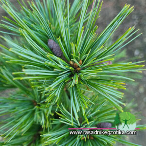 Pinus Strobus Bergman's Mini -Kalem na štapu