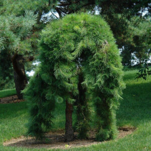 Pinus sylvestris 'Pendula'