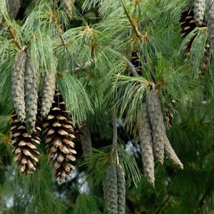 PINUS WALLICHIANA-Svileni Bor