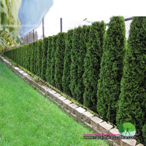 Thuja Smaragd