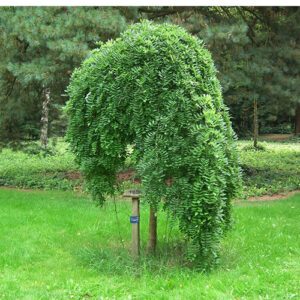Sophora Japonica Pendula
