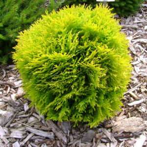 Thuja Danica Gold