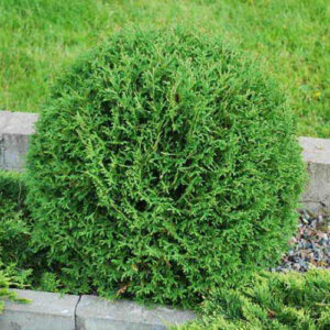 Thuja Tiny Tin