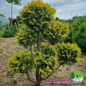Topiary Pom poms Gold 333
