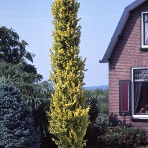 Ulmus × hollandica 'Wredei'