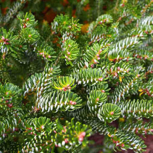 Abies Koreana Silberlocke-Korejanska Jela