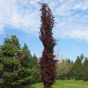 Fagus sylvatica