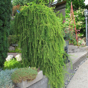 Larix decidua Pendula -Ariš padajućih grana