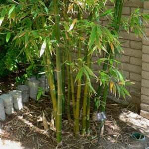 Bambus Phyllostachys