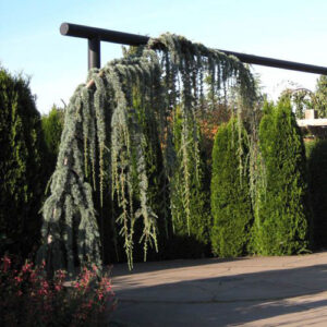 Cedrus Libani Pendula
