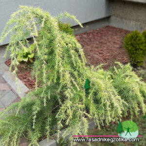Cedrus Deodara-Feelin Sunny
