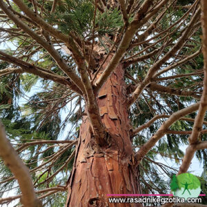 Libocedrus Decurrens