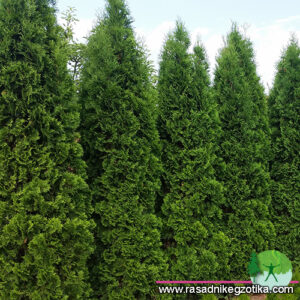 Thuja occidentalis Columna-Tuja  Kolumna