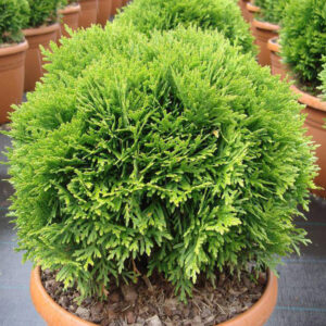 Thuja Danica+