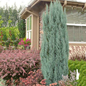 Chamaecyparis lawsoniana Ellwoodii