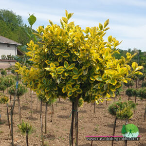 Euonymus fortunei -Kalem na štapu
