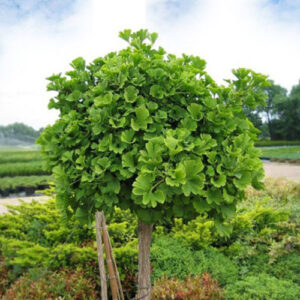 Ginkgo Biloba Mariken