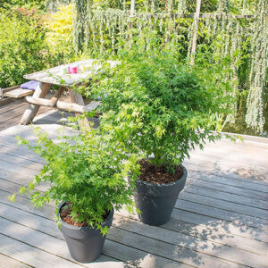 Acer Palmatum – Japanski Javor