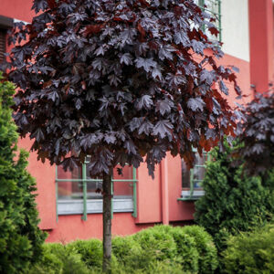 Acer platanoides Crimson King
