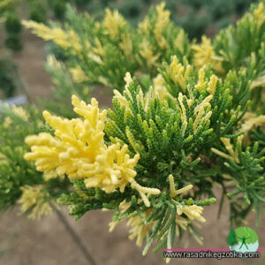 Juniperus Davurica-Expansa Variegata