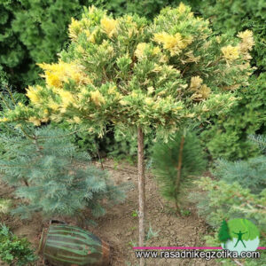 JUNIPERUS DAVURICA VARIEGATA-KALEM NA ŠTAPU