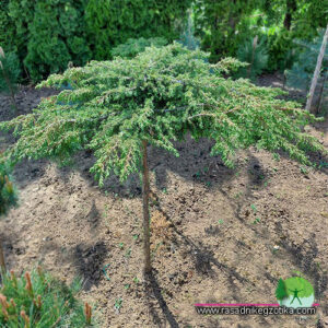 Juniperus Green Carpet-Kalem na štapu