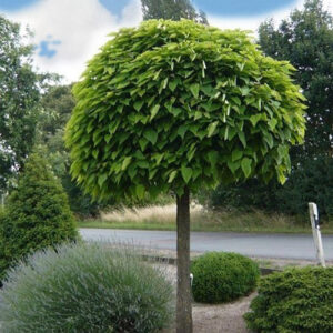 Catalpa Bignonioides-Katalpa Nana