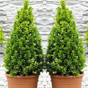 Buxus Sempervirens Cones-Piramidalni šimšir