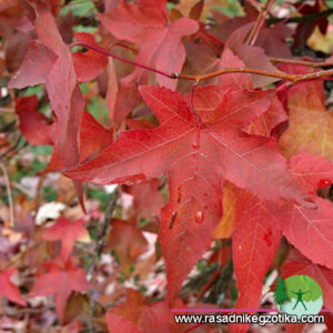 Liquidambar Styraciflua-Likvidambar